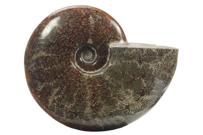 Polished Fossil Ammonite (Cleoniceras) - Madagascar #234617
